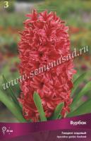 Гиацинт Садовый Вурбак (14/15) 3шт.