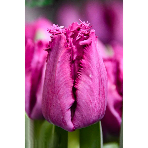 Тюльпан Бахромчатый Сан Леандро ( 10шт, 11/12) 833120