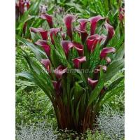 Калла Макао (14/16) 2шт 