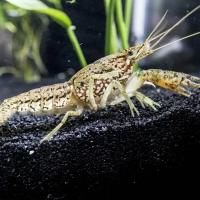 Рак Мраморный 5см