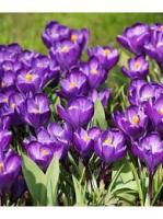 Крокус Вангард 7/8 (10шт) 118861
