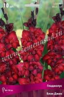 Гладиолус Крупноцветковые Блэк Джек (10/12) 10 шт