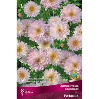 Хризантема корейская Розанна 1шт 
