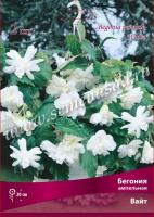 Бегония Ампельная Вайт (5/6) 1 шт