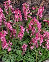 Хохлатка плотная Бет Эванс (5-6/К 10шт) 839656