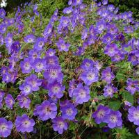 Герань гибридная Розанна (I) 1 шт 