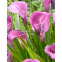 Калла Грейп Вельвет (14/16) 1ш