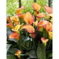 Калла Морнинг Сан (12/14) 2шт