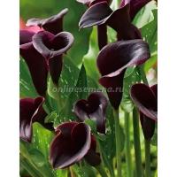 Калла Арабиан Найт (12/14) 2шт