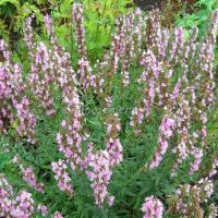 Иссоп лекарственный Розеус/К 1шт 