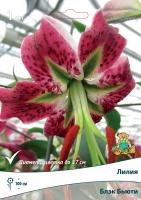 Лилия Восточная Блэк Бьюти (14/16) 1 шт 842410