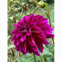 Георгина декоративная Ле Барон (I) 1 шт