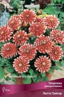 Георгина декоративная Литтл Тайгер (I) 1 шт