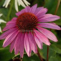Эхинацея пурпурная Магнус Супериор 