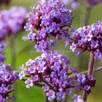 Вербена бонарская Пёпл Хейс 1шт