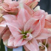 Амариллис махровый Пинк Глори 1 шт 