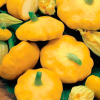 Сем Алт Патиссон Солнышко 1г  ч/б