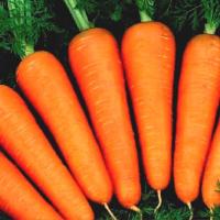 Морковь Абако F1 1 000 000 шт (1,6-1,8)