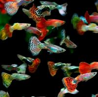 Гуппи микс