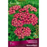 Тысячелистник обыкновенный Флауэрбёрст 