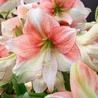 Амариллис простой Грандис Фэнтази  (24/26) 1 шт 