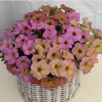 Петуния мультифлора Май Джой Сансет Шейдес 5шт 