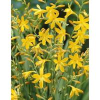 Крокосмия Джордж Дэвисон (6/7) 10 шт