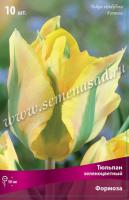 Тюльпан Зеленоцветный Формоза (11/12) 10 шт