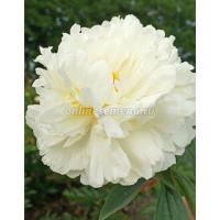Пион травянистый Фриндж Айвори 1шт 