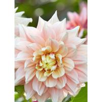 Георгина декоративная Брейк Аут (I) 1 шт 842170