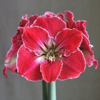 Амариллис простой Мэджикал Тач 1 шт 