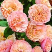 Роза парковая Кулинарная Эвелин Вайлд 