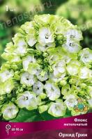 Флокс метельчатый Орхид Грин