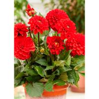 Георгина декоративная Мелоди Болеро (I) 1 шт 842178