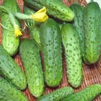 Каприс Фермерская Огурец Маша F1 100 шт
