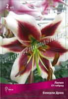 Лилия ОТ-Гибрид Беверли Дримс (12/14) 3 шт 
