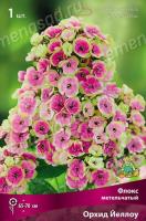 Флокс метельчатый Орхид Йеллоу