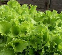 Салат Кучерявец Одесский 10г