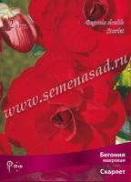 Бегония Махровая Скарлет (5/6) 1 шт