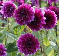 Георгина декоративная Томас Эдисон (I) 1 шт 691570