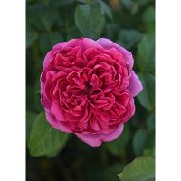 Роза англиская парковая Джеймс Л. Остин