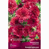 Хризантема корейская Калина красная 1шт 