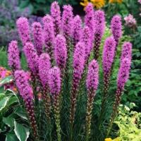 Лиатрис колосковый Кобольд (8/10) 5шт 