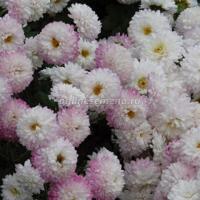 Хризантема корейская Умка 1шт 