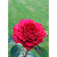 Роза английская х ветров (Роз де Катро Вант)