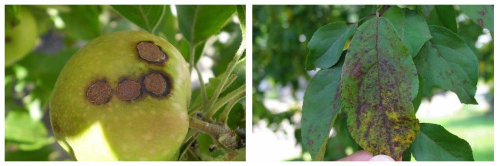 парша.jpg парша.jpg