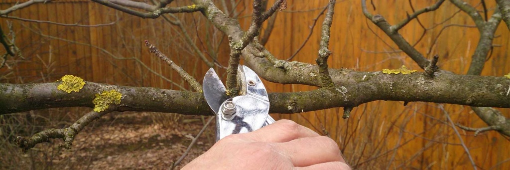 obrezka_molodogo_dereva2.jpg obrezka_molodogo_dereva2.jpg