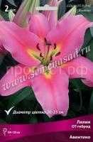 Лилия ОТ-Гибрид Авентино (14-16) 2 шт 736189 Лилия ОТ-Гибрид Авентино (14-16) 2 шт 736189