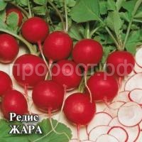 Редис Жара 25 г