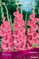 Гладиолус Эпплоз Гладиолус Эпплоз